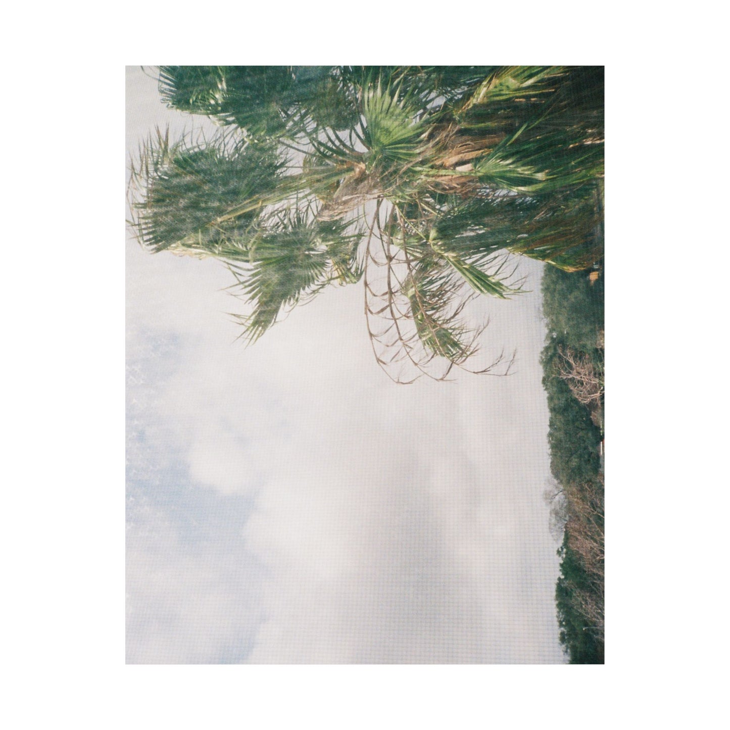 Vertical Matte Poster — Tropical Palm Landscape Wall Art