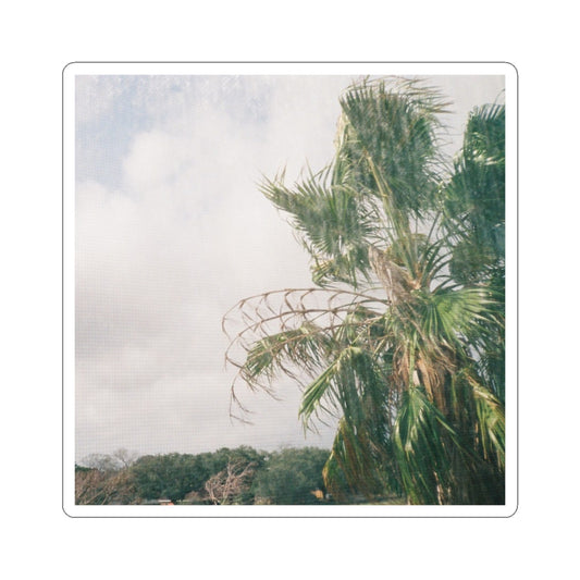 Palm Tree Photo Kiss-Cut Sticker — Vintage Coastal Aesthetic